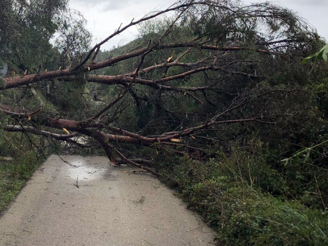 Ajudes forestals 2019