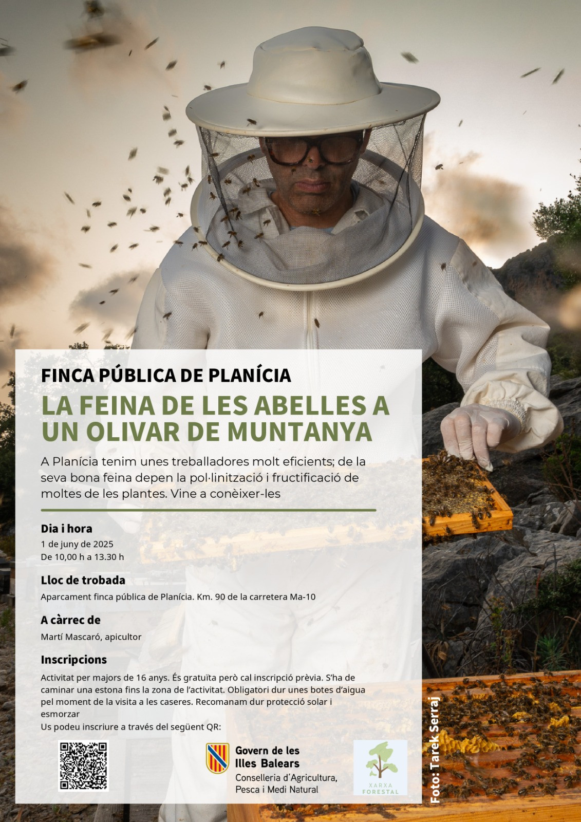La feina de les abelles a un olivar de muntanya