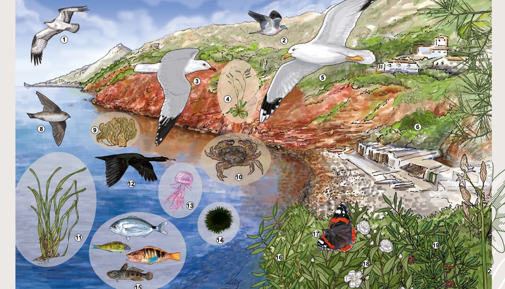 PRESENTACIÓ DELS PANELLS DIVULGATIUS SOBRE LA BIODIVERSITAT DE BANYALBUFAR I DEL PORT DES CANONGE